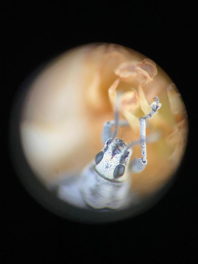 Inspector Microscope 4x Multiplier Lens - Customer Photo From tabs