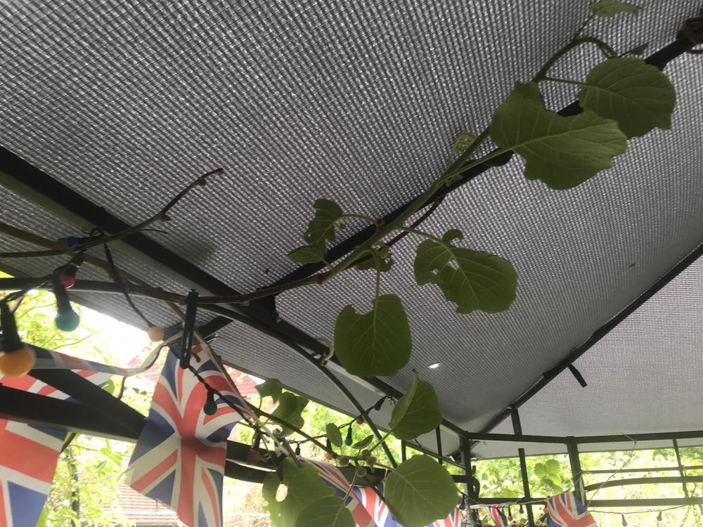 Canopy for 3m x 3m Homebase Marquee Patio Gazebo - Single Tier - Customer Photo From Alistair Mitchell