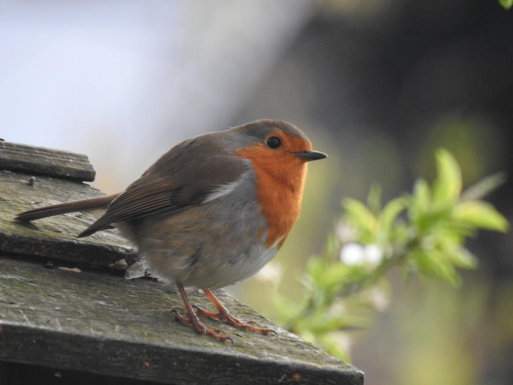 Daytime LED Lamp for Bird Boxes - Customer Photo From Neil Clark