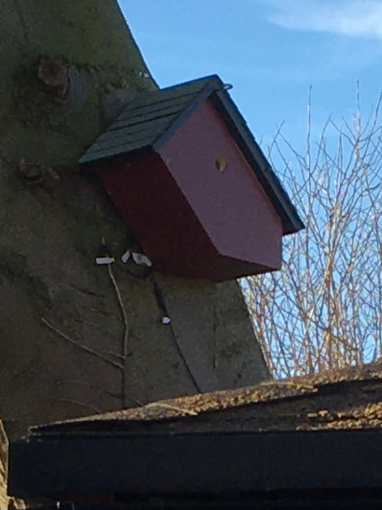 Daytime LED Lamp for Bird Boxes and Hedgehog Homes - Customer Photo From Chris Bower