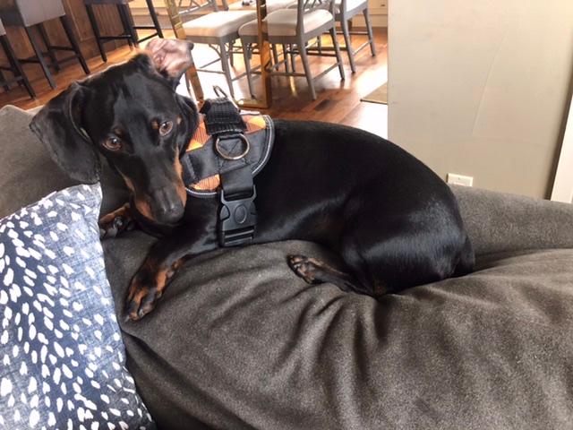 World U0026 39 S Best Dog Harness U2013 Joyride Harness