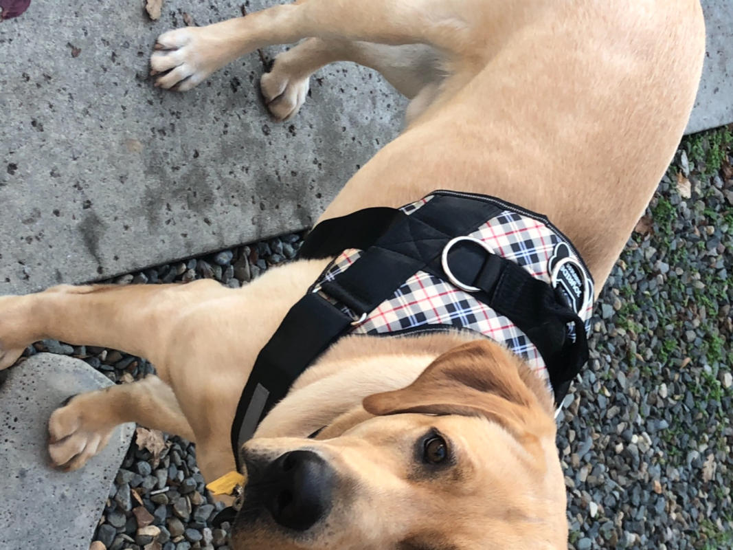 Discount Limited Edition Harness Joyride Harness