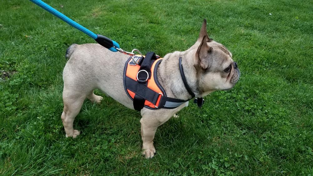 World U0026 39 S Best Dog Harness U2013 Joyride Harness