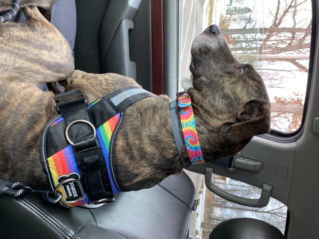 Double Dog Leash Joyride Harness