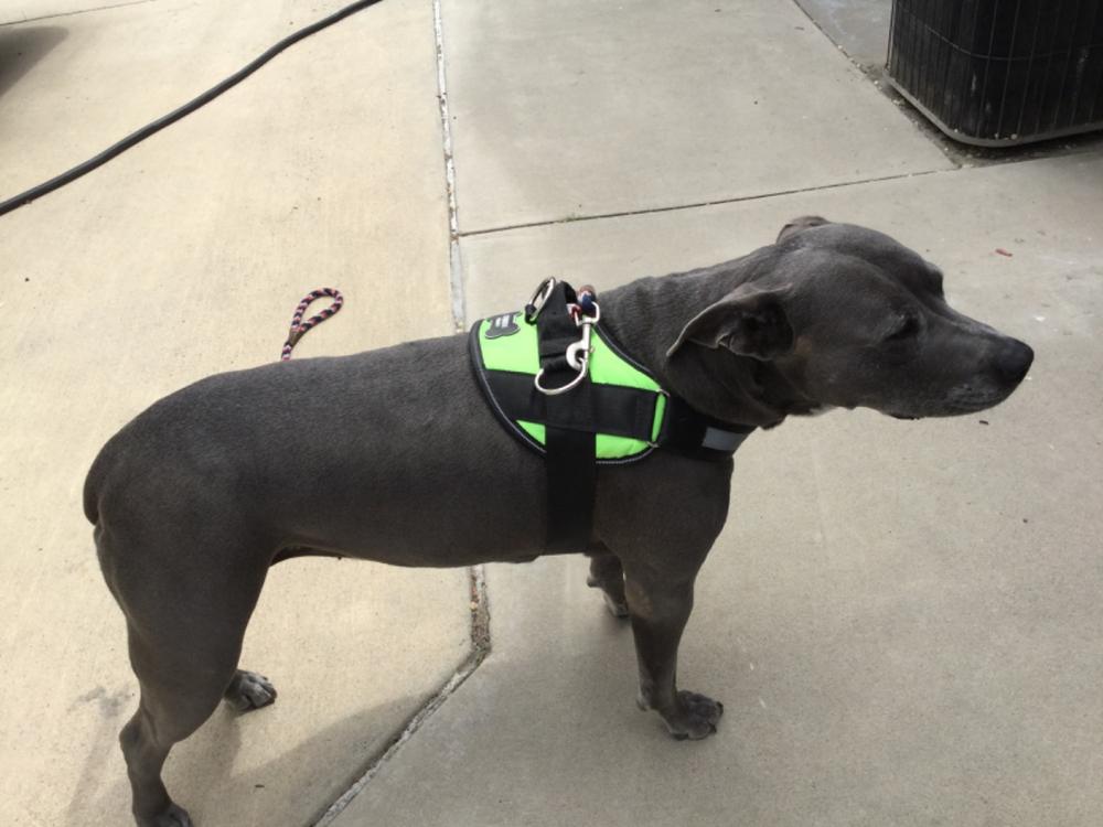 World's Best Dog Harness Joyride Harness