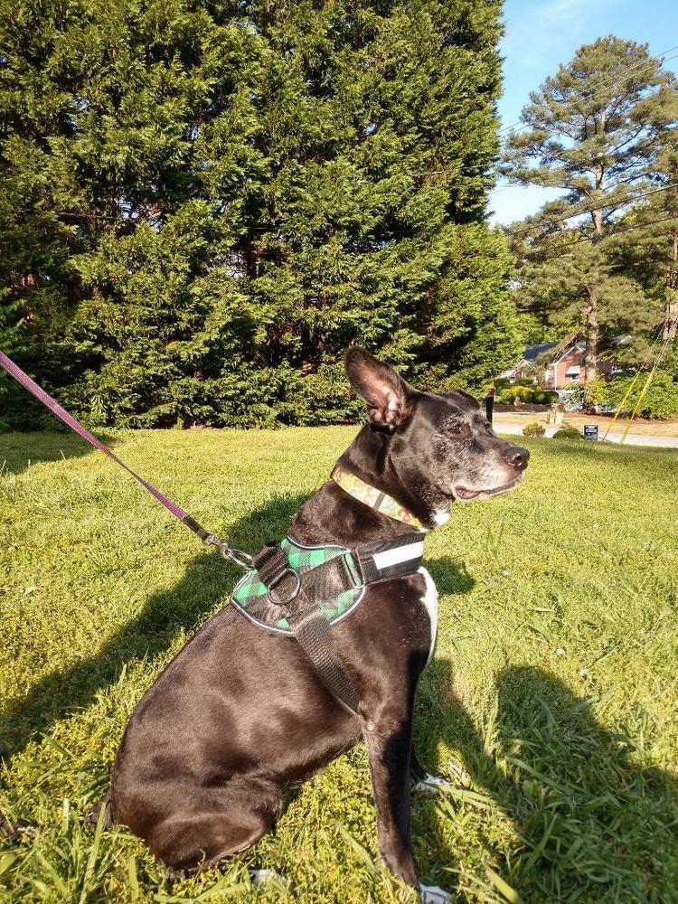 Dog Seat Belt Harness U2013 Joyride Harness