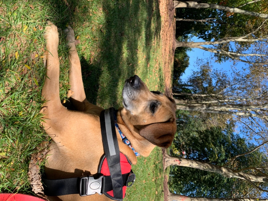 Patriotic Blue Harness U2013 Joyride Harness
