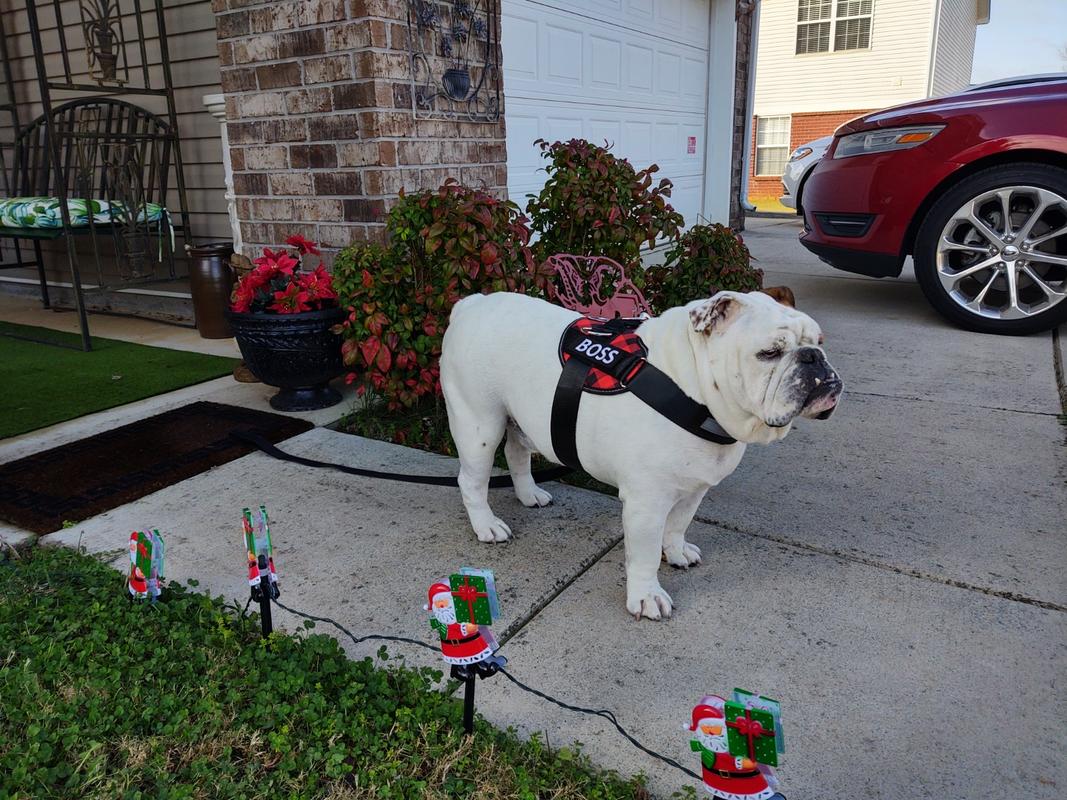 Double Dog Leash U2013 Joyride Harness