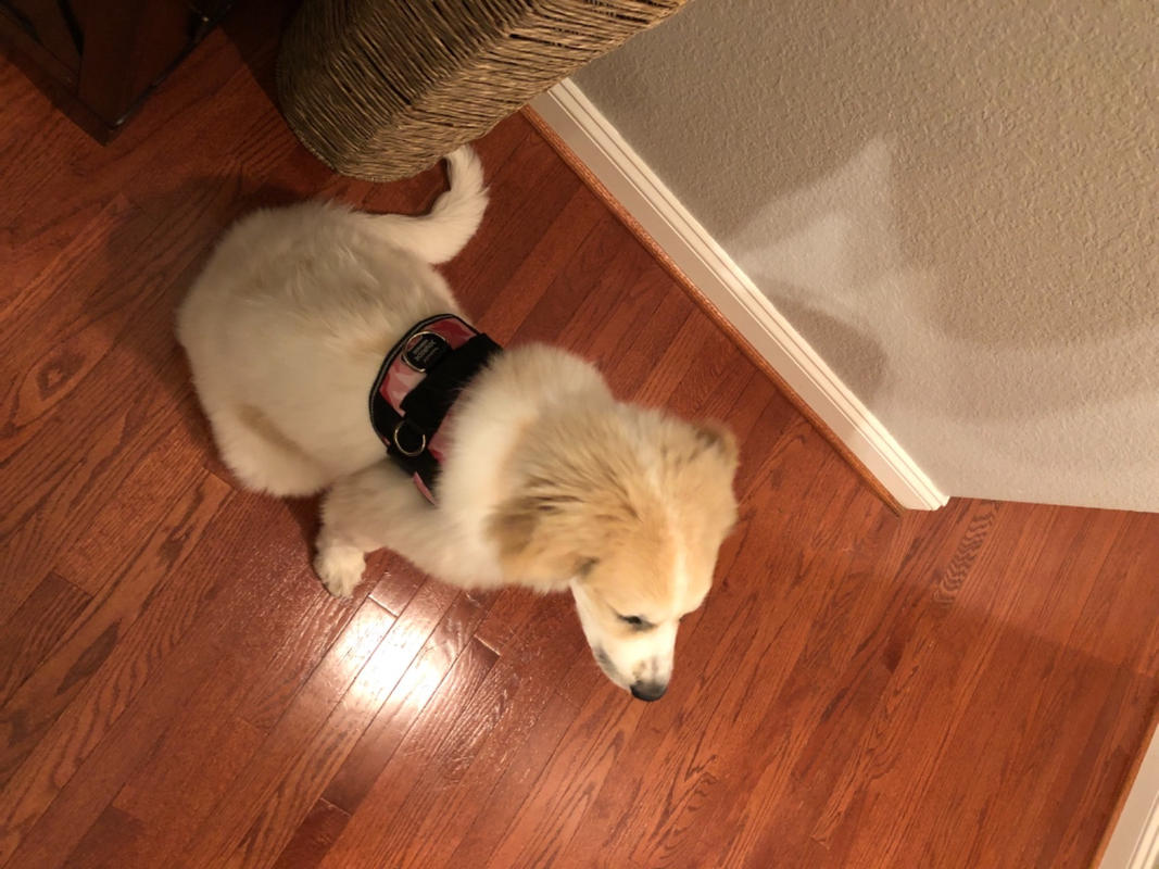 Modern Dog U2013 Joyride Harness
