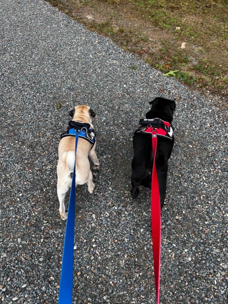 Matching Dog Leash (Solid Colors) - Customer Photo From Susan Hennessey-Power