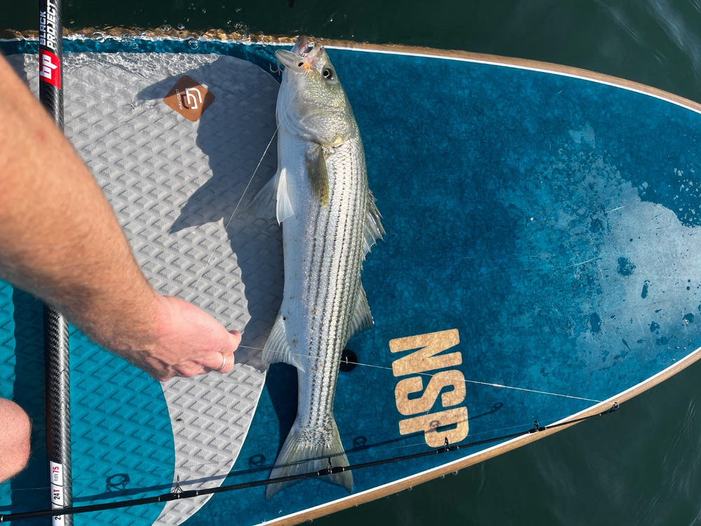 Yo-Zuri 3D Inshore TopKnock Pencil | Topwater Plug - The Saltwater