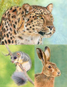 Ann Kullberg DRAW Wildlife Quick Start Review