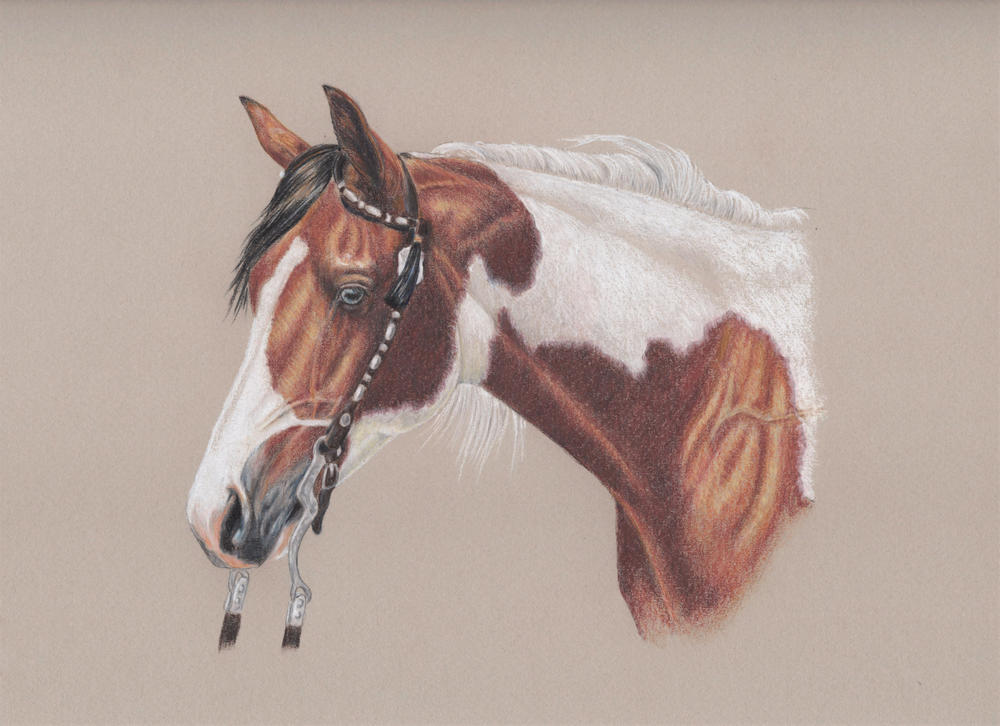 Painted Pony: In-Depth Colored Pencil Tutorial - Customer Photo From Linda 
