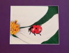 Ann Kullberg Jumpstart Level 3: Ladybug Review