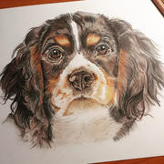 Ann Kullberg Puppy Love: In-Depth Colored Pencil Tutorial Review