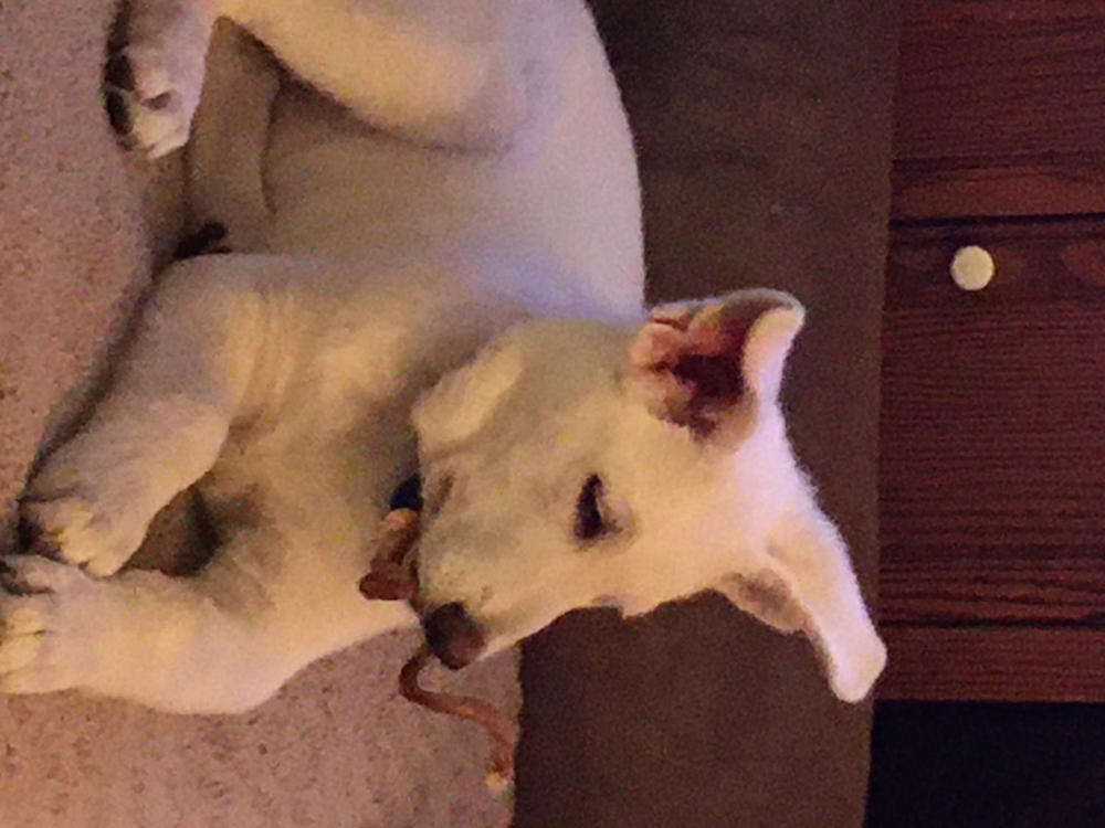 10-Inch Curly Bully Stick - Customer Photo From Dawn Borjesson