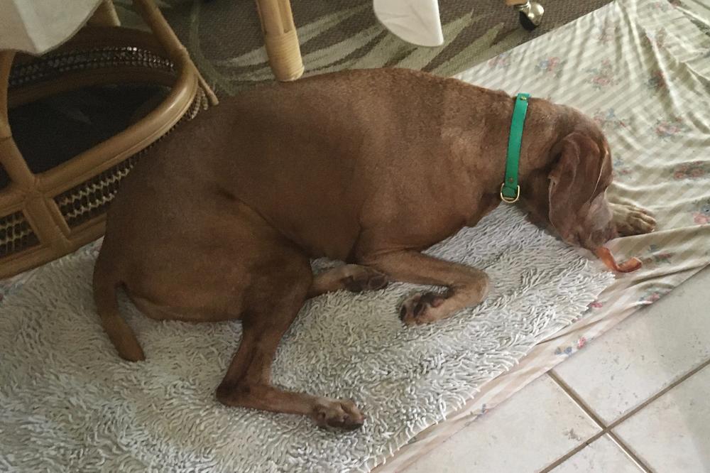 10-Inch Curly Bully Stick - Customer Photo From kyra Battle