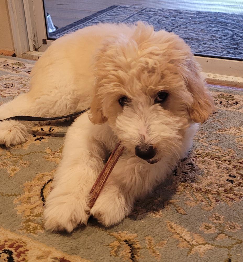 Bully Snack Sticks Medium - Customer Photo From Larry B