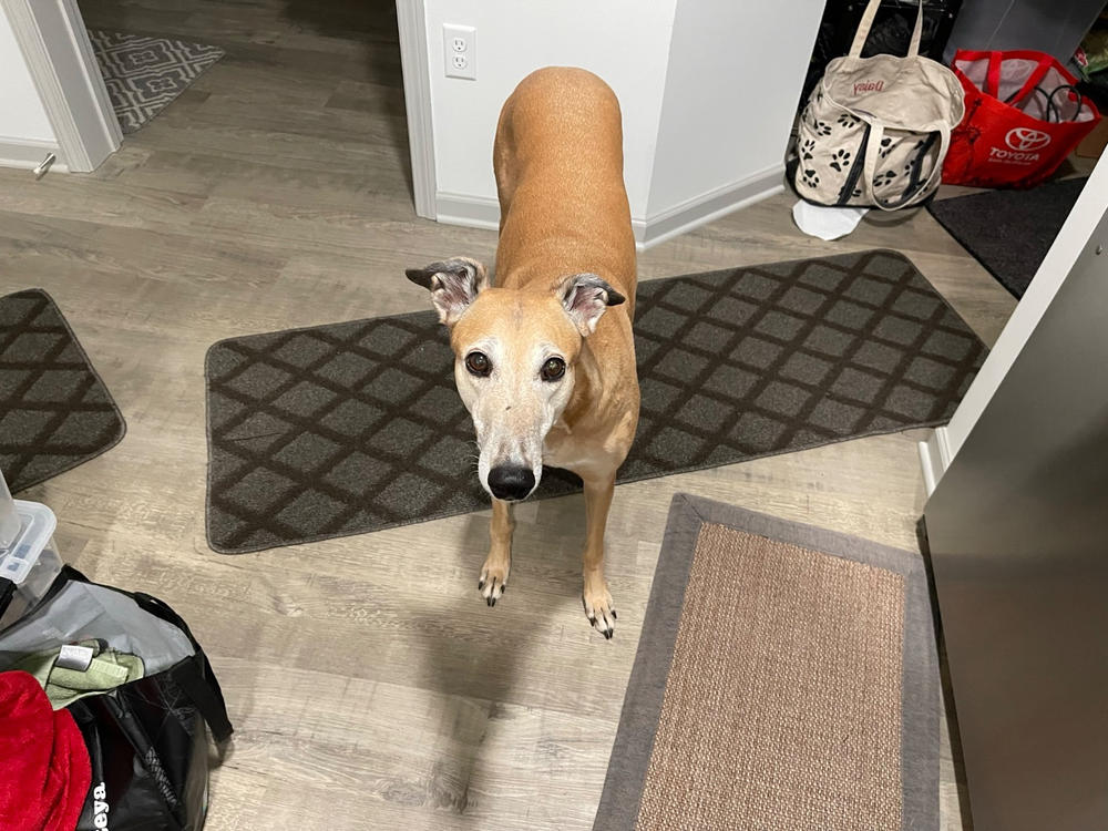 Bully Snack Sticks Medium - Customer Photo From Douglas Vanni