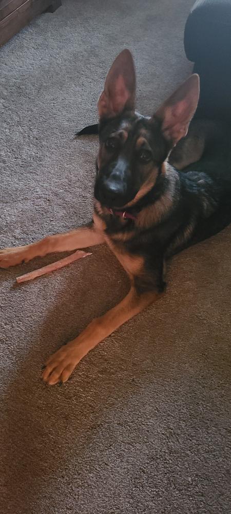 12-Inch Thick Odor-Free Bully Stick - Customer Photo From Pam Ramp