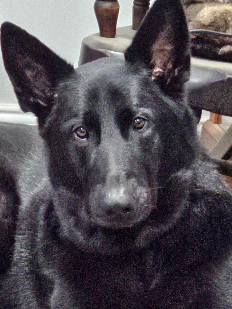 12-Inch Thick Odor-Free Bully Stick - Customer Photo From Laurie Hall