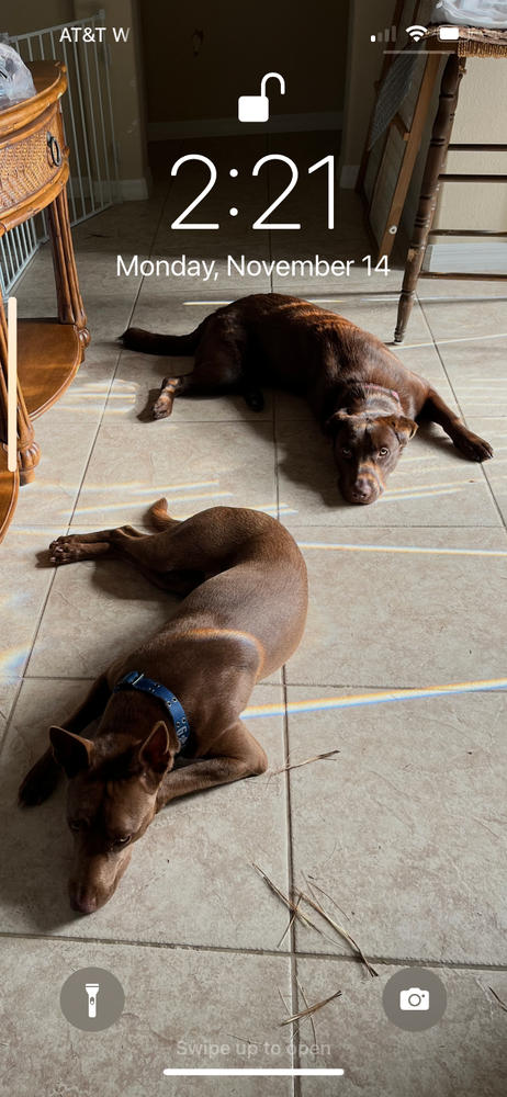 12-Inch Thick Odor-Free Bully Stick - Customer Photo From James Stewart