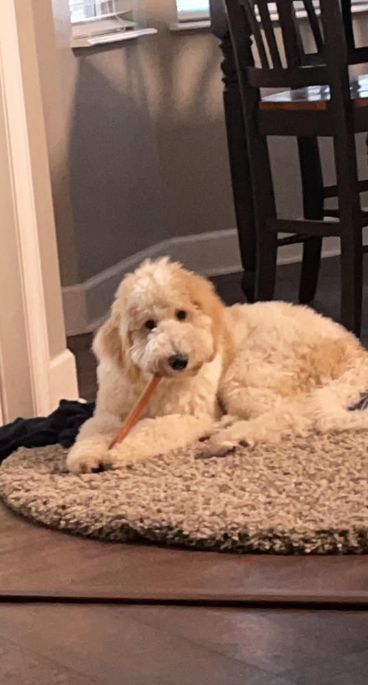 12-Inch Thick Odor-Free Bully Stick - Customer Photo From Renee Pedrick