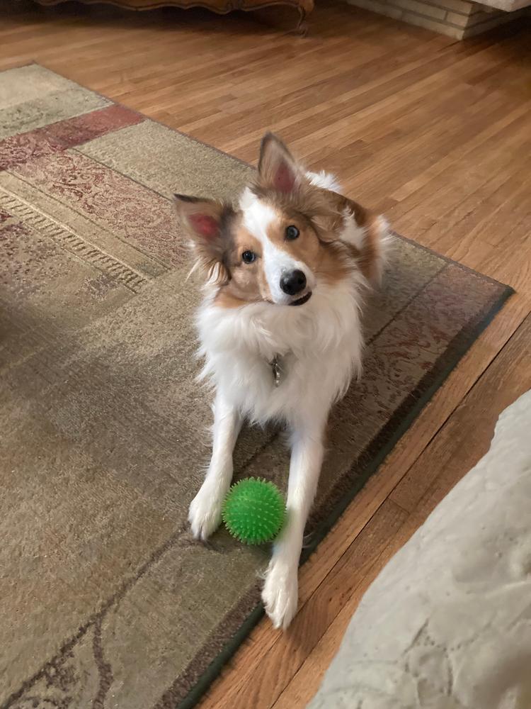 4-Inch Bully Stick - Customer Photo From Julie Jackson 