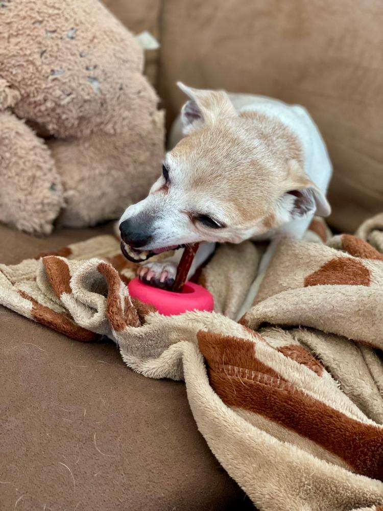 4-Inch Bully Stick - Customer Photo From KL Steinke