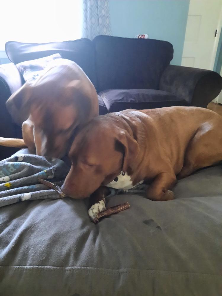 4-Inch Bully Stick - Customer Photo From Howard camolli