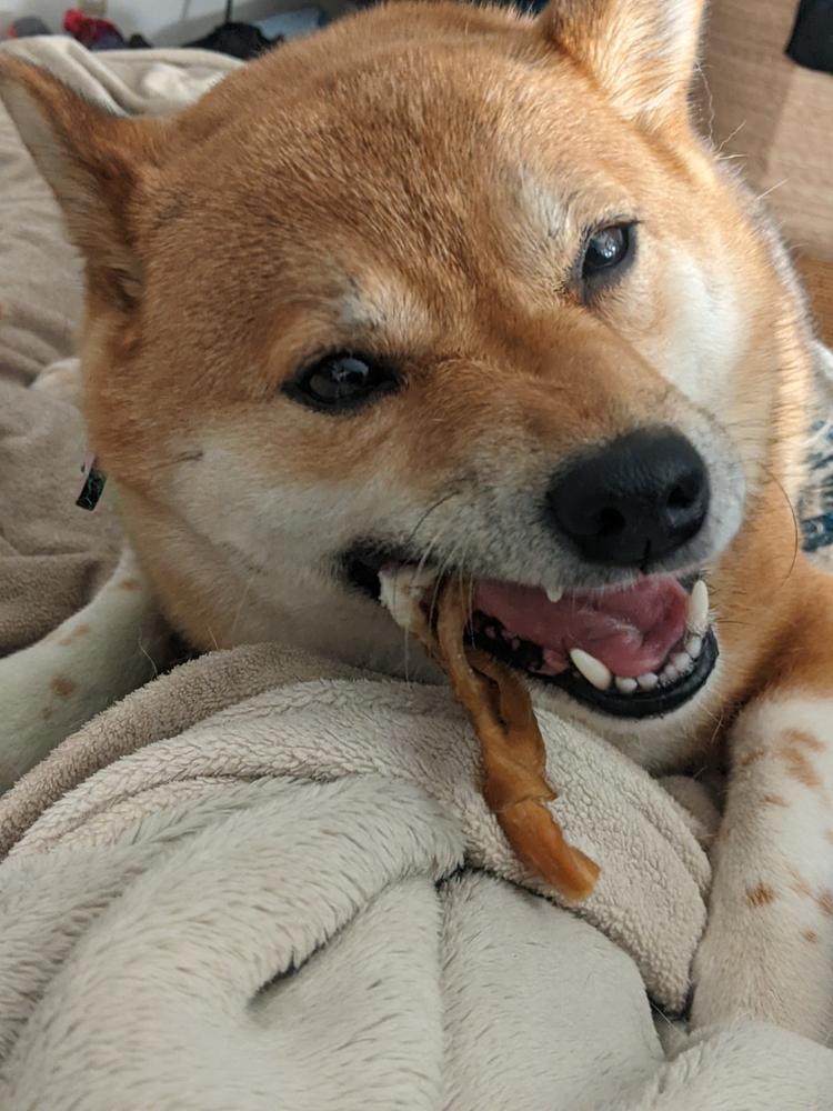 6-Inch Braided Bully Stick - Customer Photo From Misha Forrester