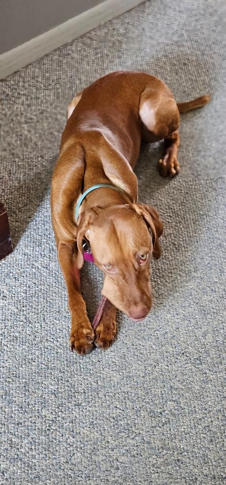 6-Inch Standard USA-Baked Odor-Free Bully Stick - Customer Photo From diana sanchez