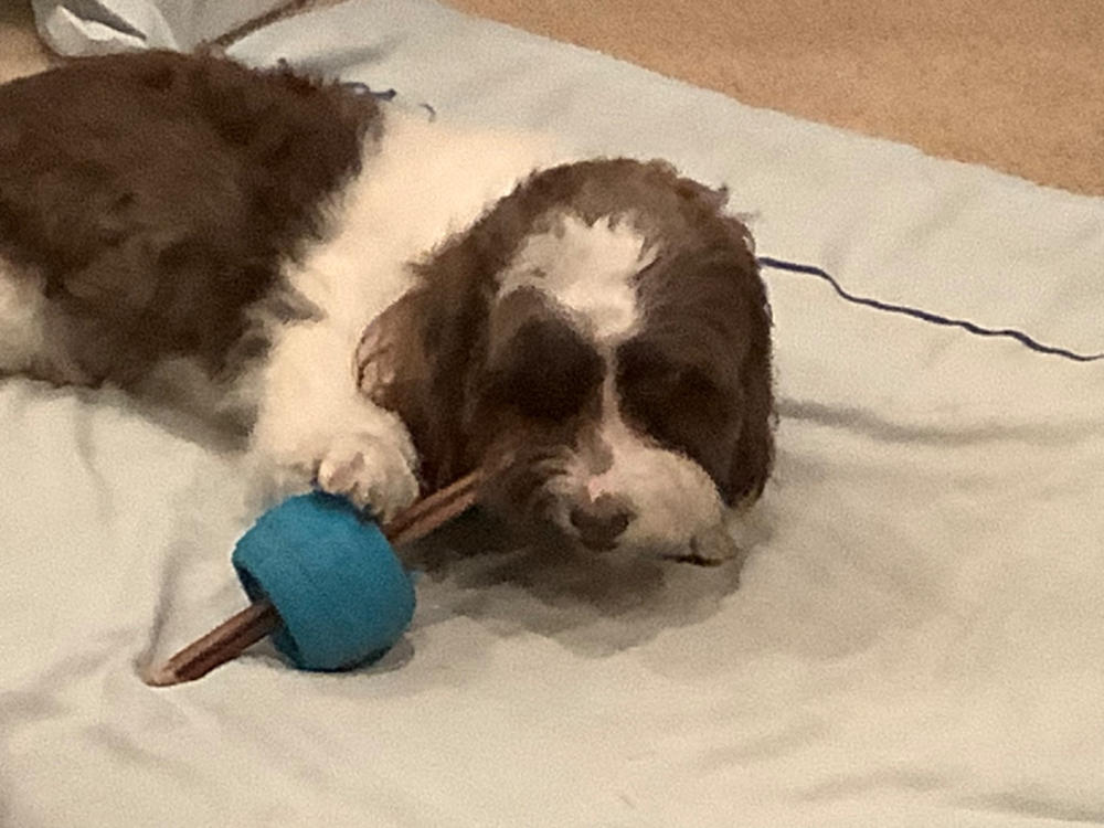 6-Inch Standard USA-Baked Odor-Free Bully Stick - Customer Photo From Pam Koslov