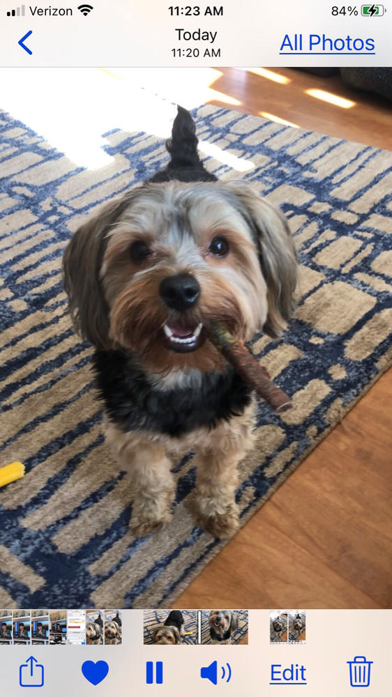 6-Inch Standard USA-Baked Odor-Free Bully Stick - Customer Photo From Janice Hannigan