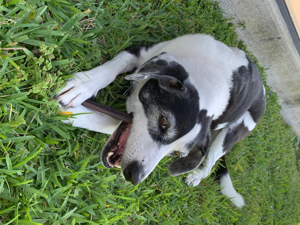 6-Inch Standard USA-Baked Odor-Free Bully Stick - Customer Photo From John Wilks