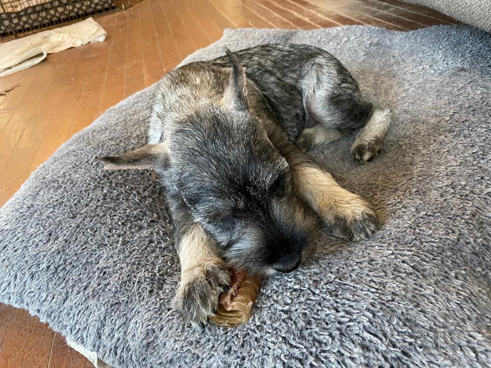 Beef Trachea Dog Chews - 5 to 6 Inch - Customer Photo From Michelle Bell