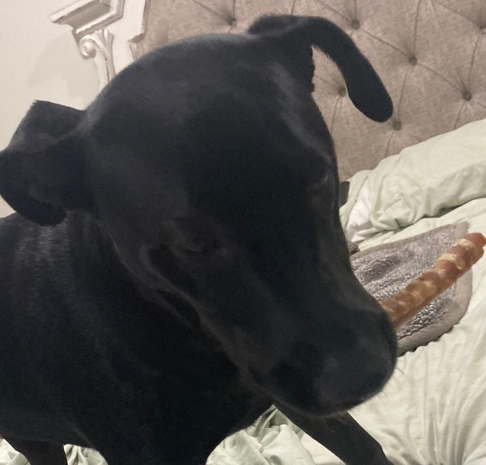 Beef Trachea Dog Chews - 5 to 6 Inch - Customer Photo From Betsy Martin