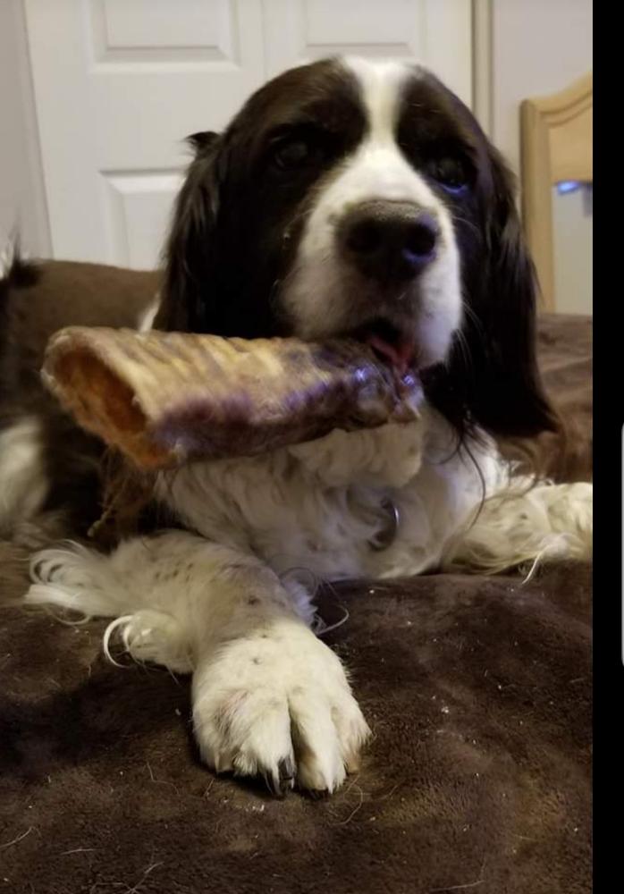 Beef Trachea Dog Chews - 5 to 6 Inch - Customer Photo From Gail 