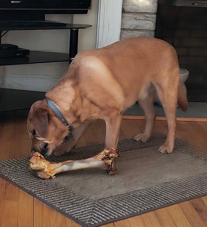 Monster Femur Bone - Customer Photo From Tricia DiToro