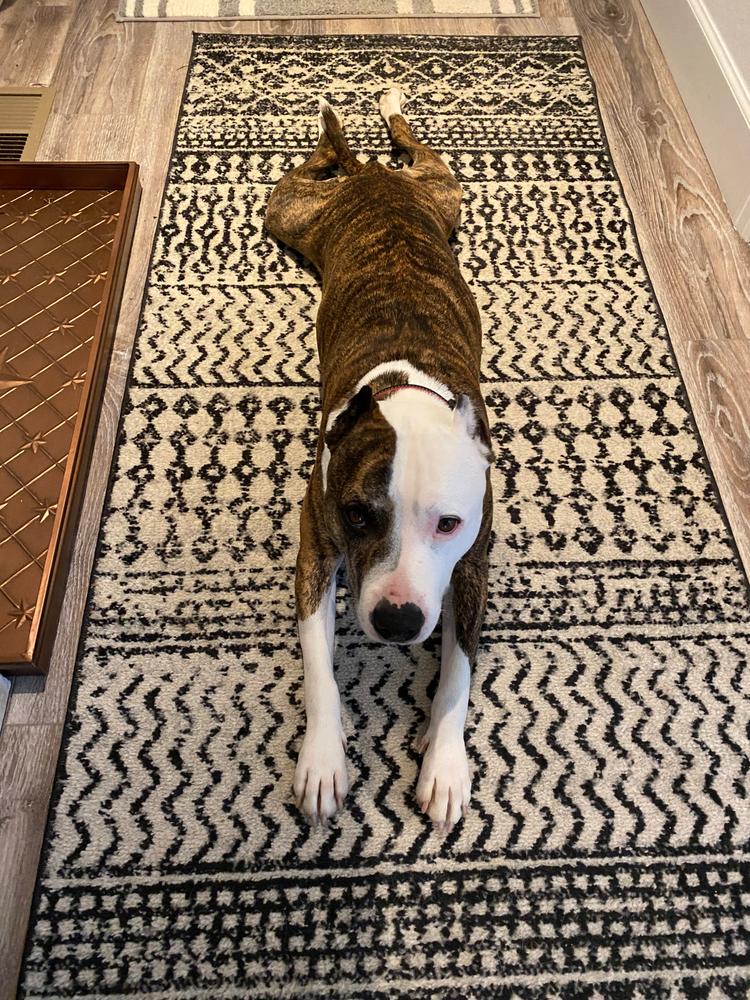4-8 Inch Odor-Free Bully Sticks - Customer Photo From Mary Hoang