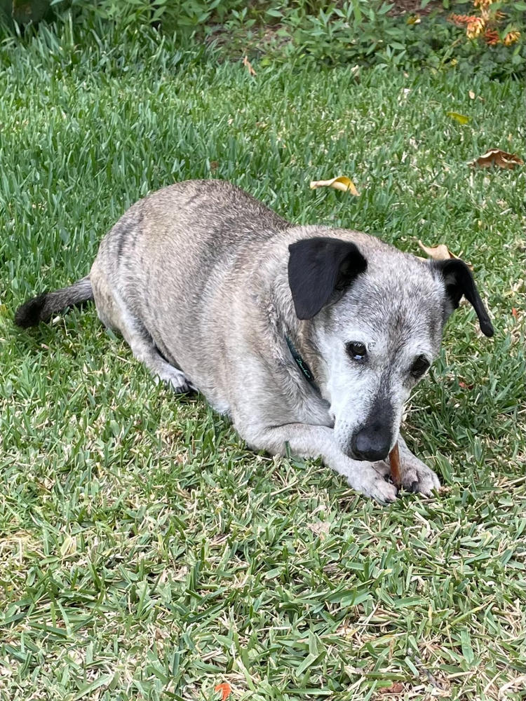 6-Inch Standard Odor-Free Bully Stick - Customer Photo From Lawrence Dizon-Weisberg