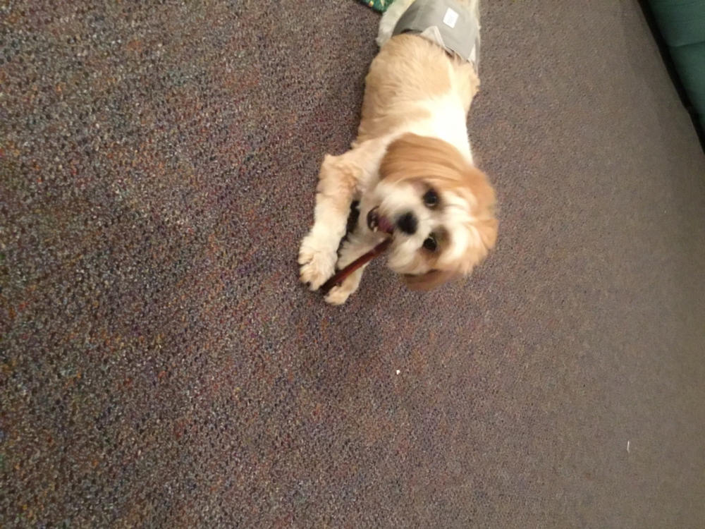 6-Inch Standard Odor-Free Bully Stick - Customer Photo From Phyllis Dolence