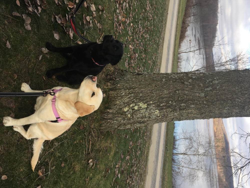 6-Inch Standard Odor-Free Bully Stick - Customer Photo From Pamela Becker