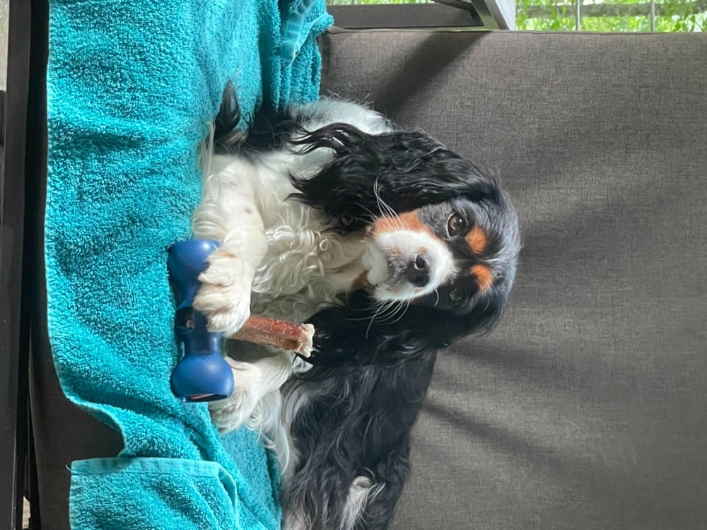 6-Inch Standard Odor-Free Bully Stick - Customer Photo From Martha Wurzel