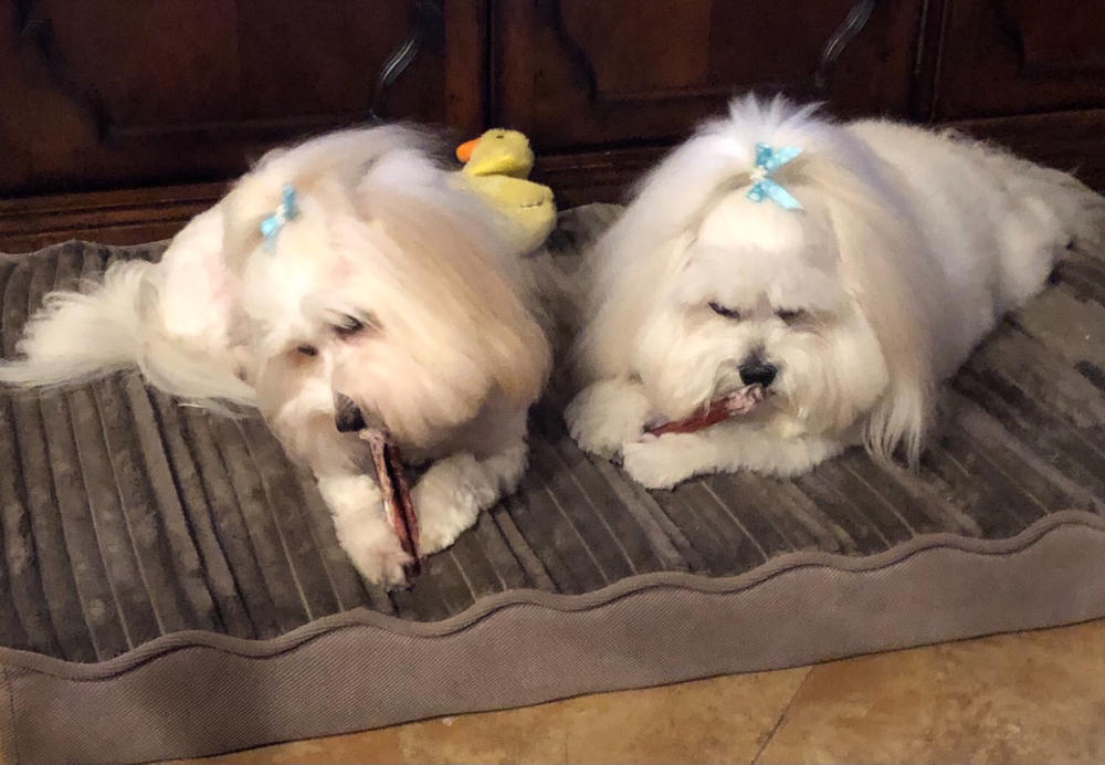 6-Inch Standard Odor-Free Bully Stick - Customer Photo From nancy steinhart