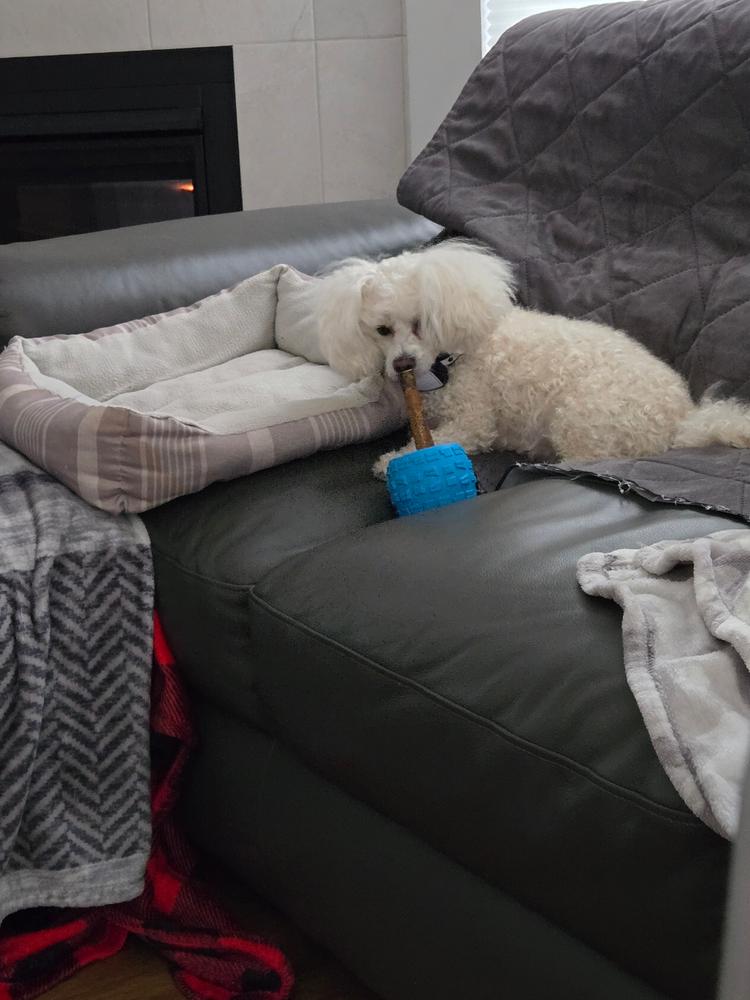 Chewzie - Bully Stick Holder Dog Toy - Customer Photo From Kim