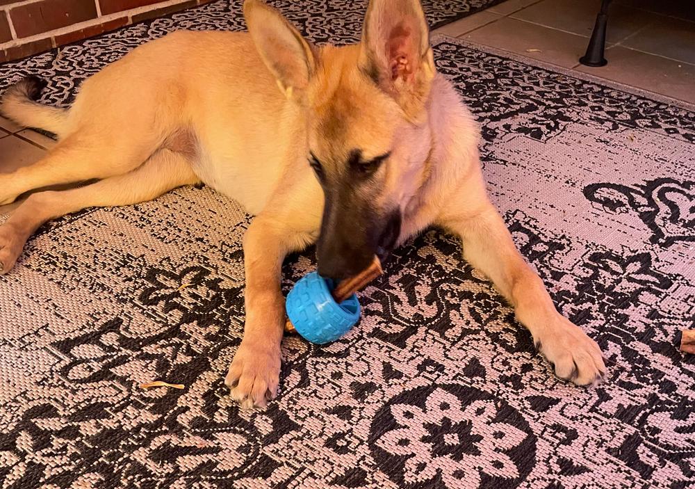 Chewzie - Bully Stick Holder Dog Toy - Customer Photo From Tara