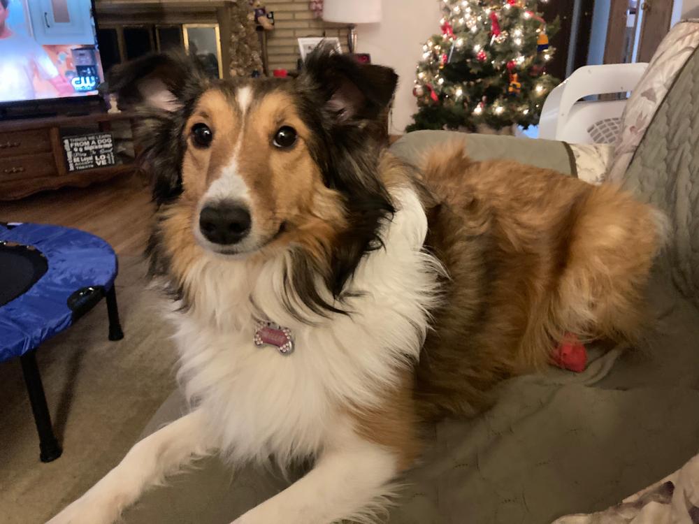 Medium Himalayan Golden Yak Cheese Odor-Free (3 Pack) - Customer Photo From Julie Jackson