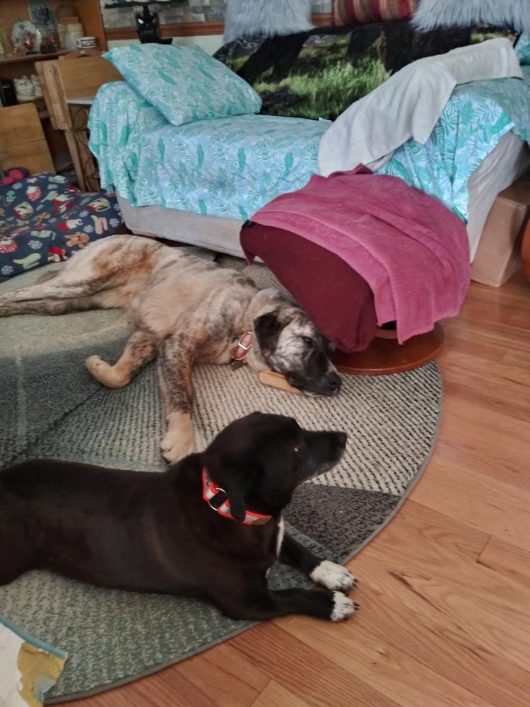 XL Himalayan Golden Yak Cheese Odor-Free (3 Pack) - Customer Photo From Furbabies MaMa