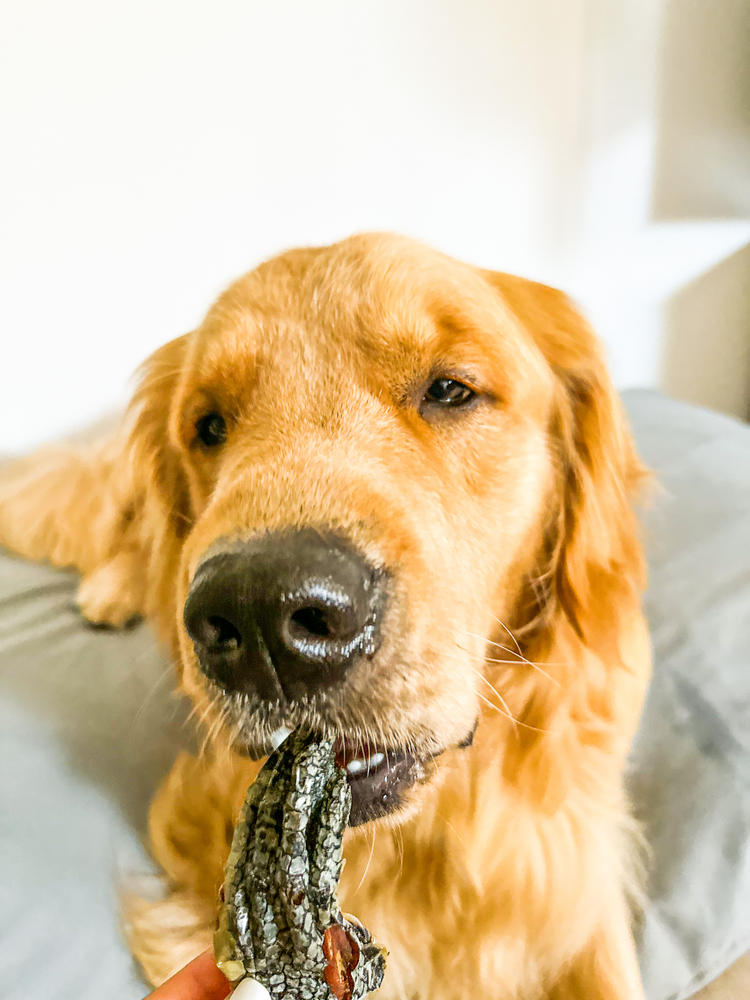 Golden Retriever Crocs For Dogs To Wear Anti Slip Dog Shoes YEPETS